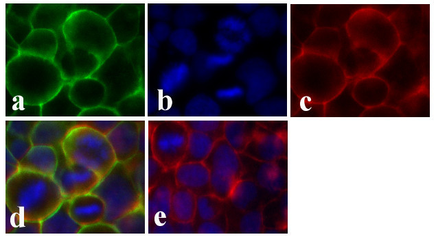 Claudin 1 Antibody in Immunocytochemistry (ICC/IF)