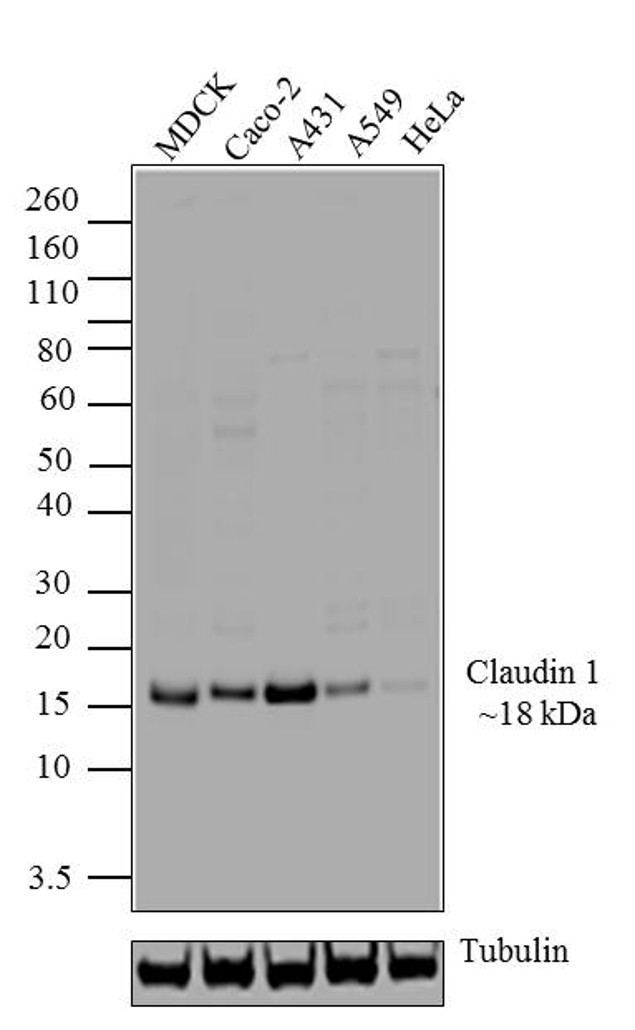 Claudin 1 Antibody in Western Blot (WB)