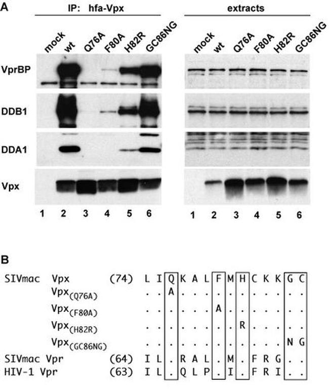 DDB1 Antibody in Western Blot (WB)