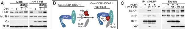 DDB1 Antibody in Western Blot (WB)