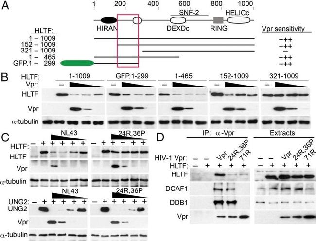 DDB1 Antibody in Western Blot (WB)