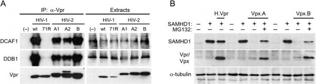 DDB1 Antibody in Western Blot (WB)