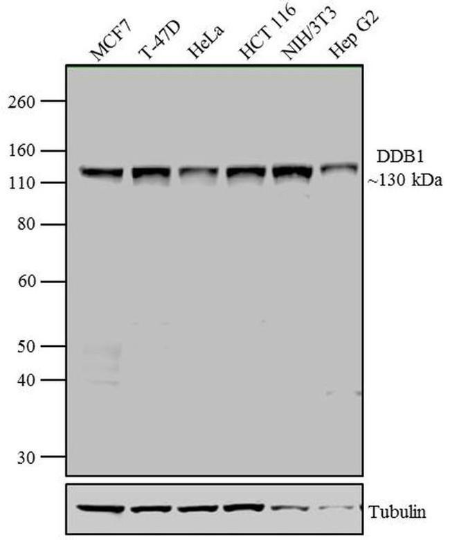 DDB1 Antibody in Western Blot (WB)