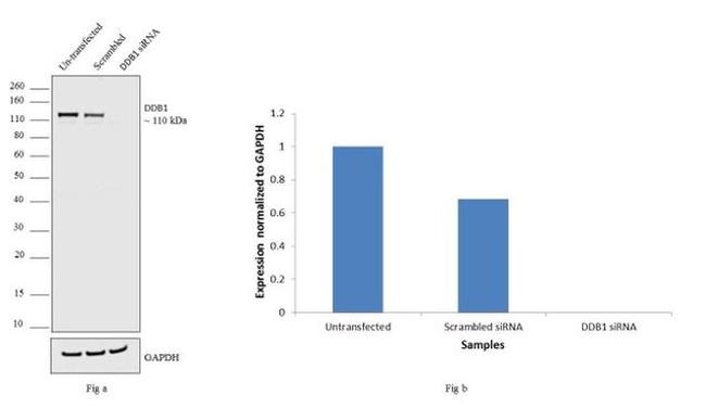 DDB1 Antibody in Western Blot (WB)