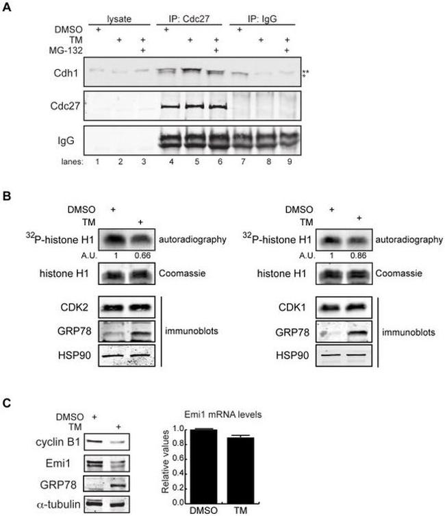 FBXO5 Antibody in Western Blot (WB)