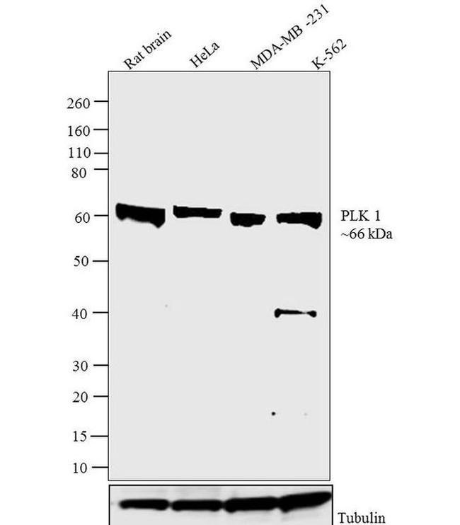 PLK1 Antibody in Western Blot (WB)