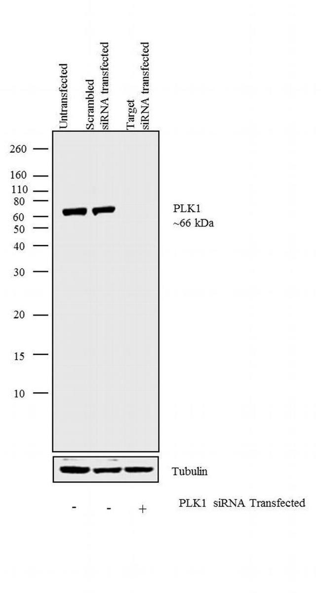 PLK1 Antibody in Western Blot (WB)