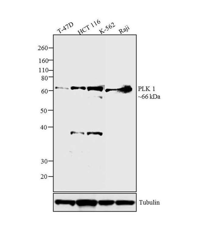 PLK1 Antibody in Western Blot (WB)