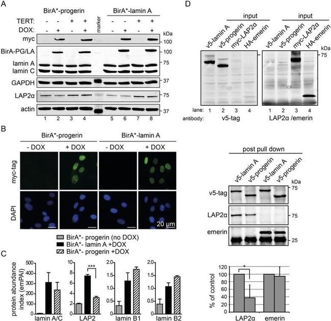 V5 Tag Antibody in Immunoprecipitation (IP)