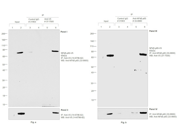 V5 Tag Antibody in Immunoprecipitation (IP)