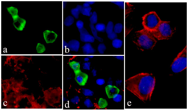 V5 Tag Antibody in Immunocytochemistry (ICC/IF)