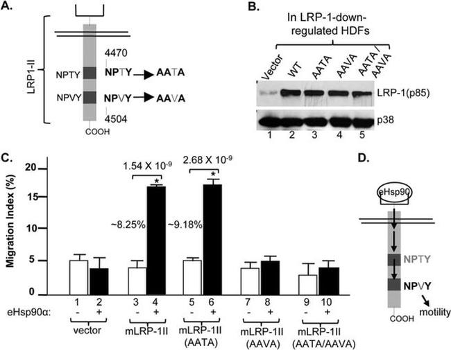 LRP1 Antibody in Western Blot (WB)