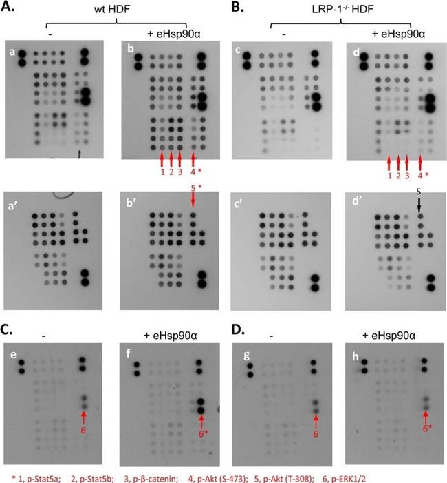 LRP1 Antibody in Western Blot (WB)