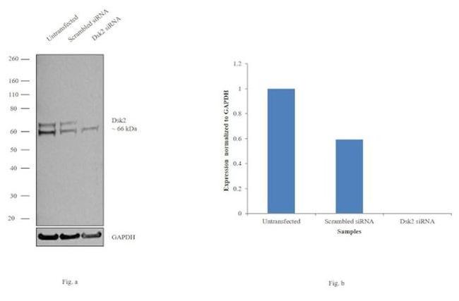 Ubiquilin 2 Antibody in Western Blot (WB)