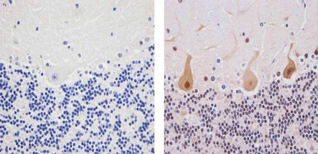 Ubiquilin 2 Antibody in Immunohistochemistry (Paraffin) (IHC (P))