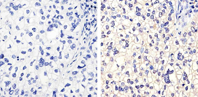 Connexin 40 Antibody in Immunohistochemistry (Paraffin) (IHC (P))