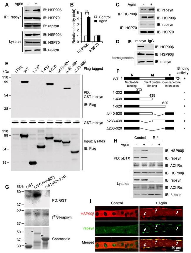 HSP90 beta Antibody in Western Blot, Immunoprecipitation (WB, IP)