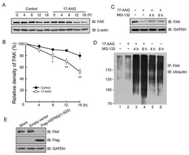 HSP90 beta Antibody in Western Blot (WB)