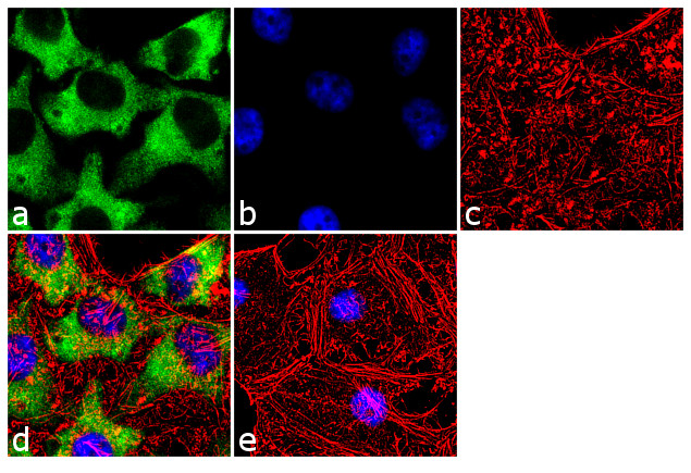 HSP90 beta Antibody in Immunocytochemistry (ICC/IF)