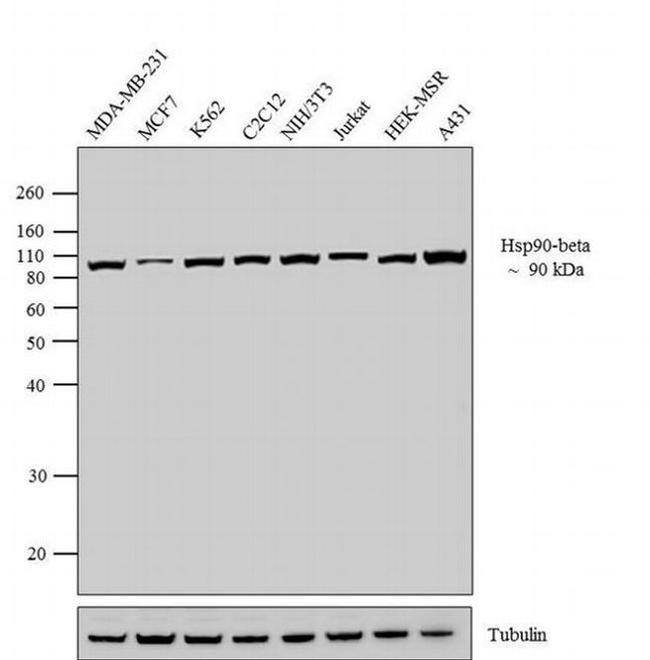 HSP90 beta Antibody in Western Blot (WB)