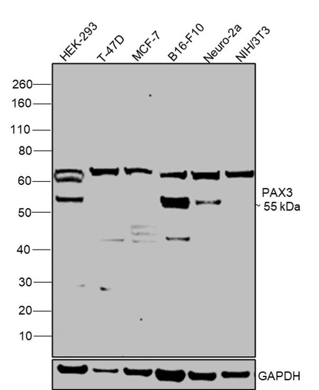 PAX3 Antibody in Western Blot (WB)