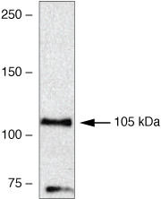 VPS34 Antibody in Western Blot (WB)