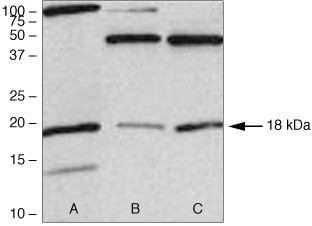 UBC9 Antibody in Western Blot (WB)