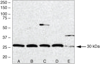 PSME3 Antibody in Western Blot (WB)