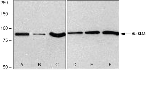 Frizzled-2 Antibody in Western Blot (WB)