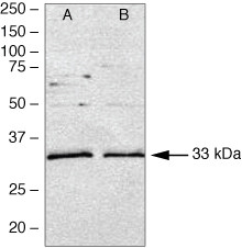 MyD88 Antibody in Western Blot (WB)