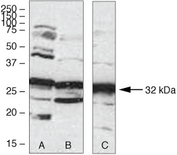 Aurora C Antibody in Western Blot (WB)