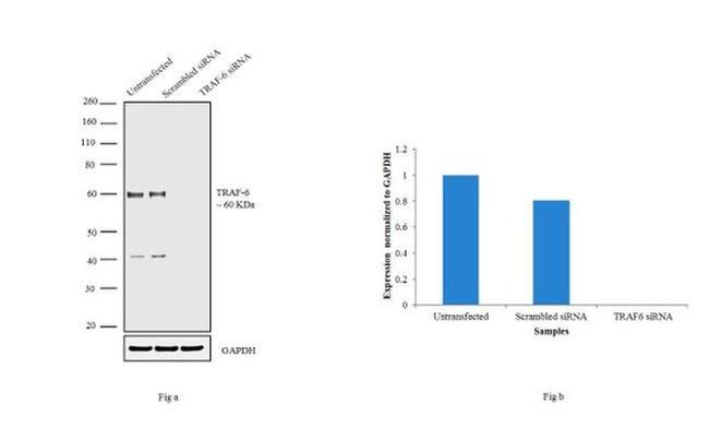 TRAF6 Antibody in Western Blot (WB)