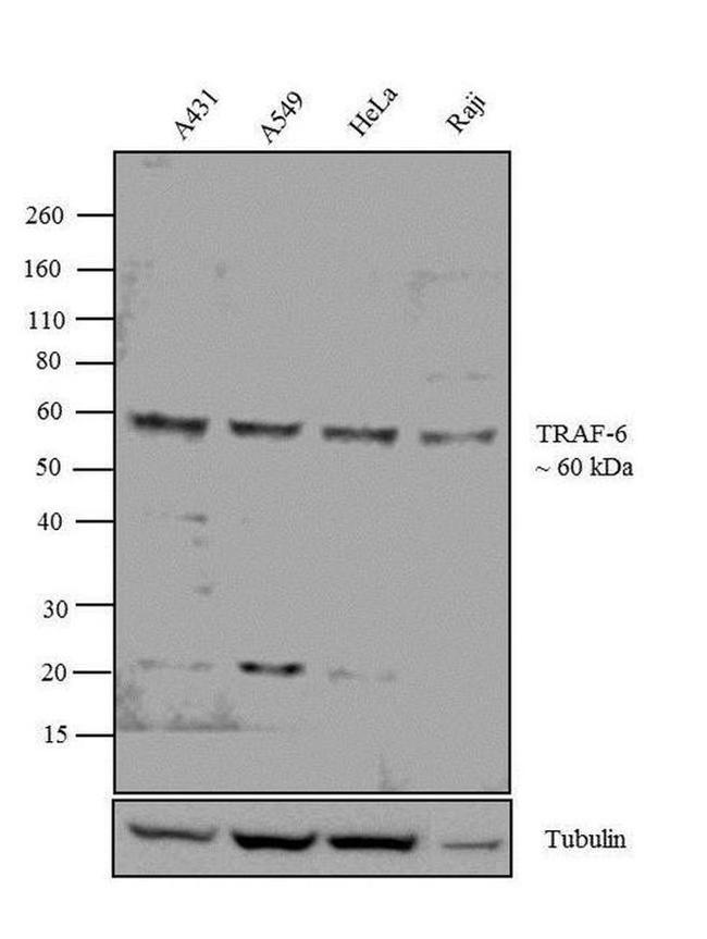 TRAF6 Antibody in Western Blot (WB)