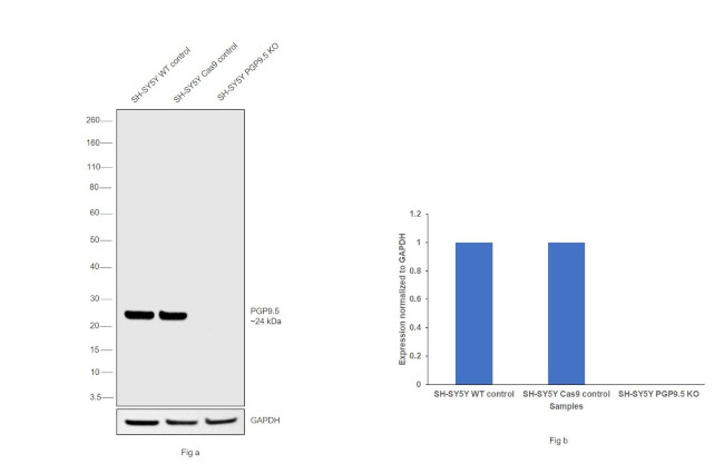 PGP9.5 Antibody