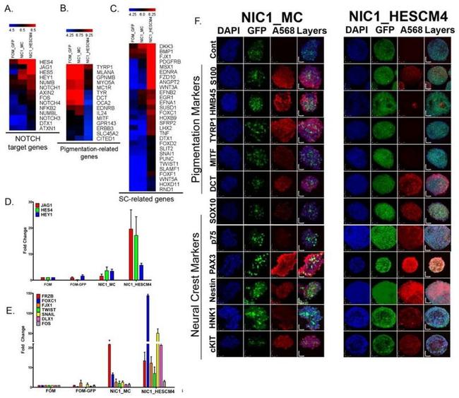 PAX3 Antibody in Immunocytochemistry (ICC/IF)