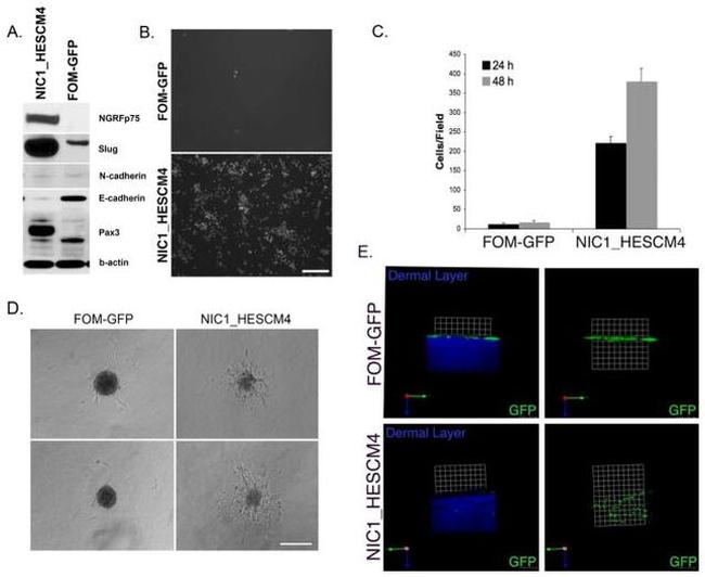 PAX3 Antibody in Western Blot (WB)