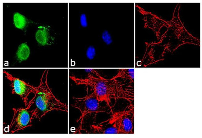 PAX3 Antibody in Immunocytochemistry (ICC/IF)