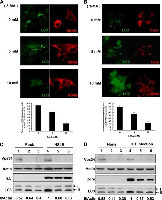 VPS34 Antibody in Western Blot, Immunocytochemistry (WB, ICC/IF)