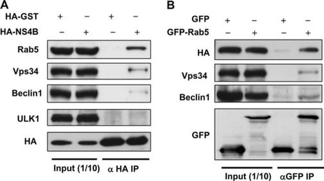 VPS34 Antibody in Western Blot (WB)