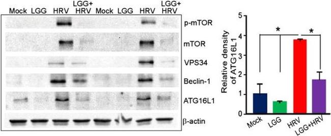 VPS34 Antibody in Western Blot (WB)