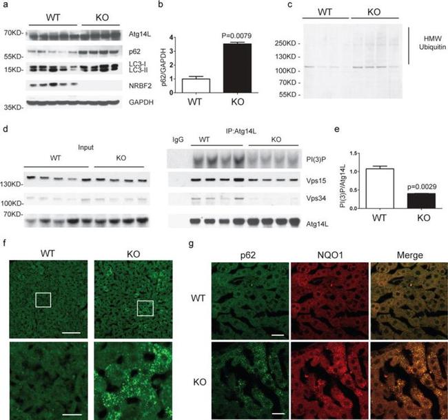 VPS34 Antibody in Western Blot (WB)