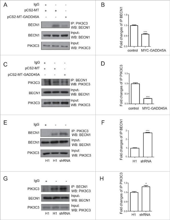 VPS34 Antibody in Western Blot, Immunoprecipitation (WB, IP)