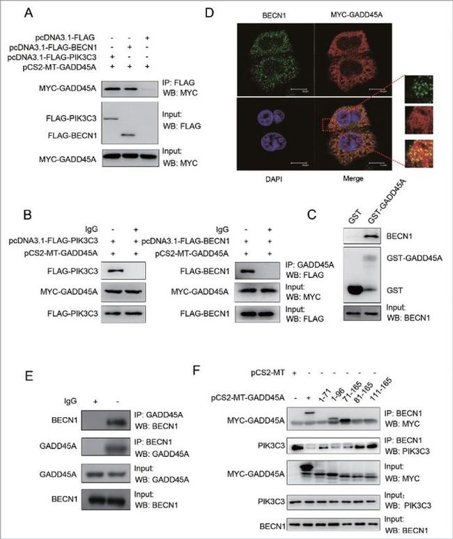 VPS34 Antibody in Western Blot (WB)