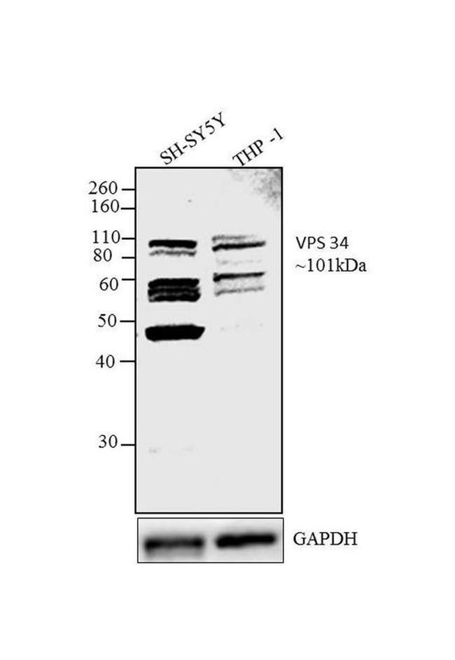 VPS34 Antibody in Western Blot (WB)