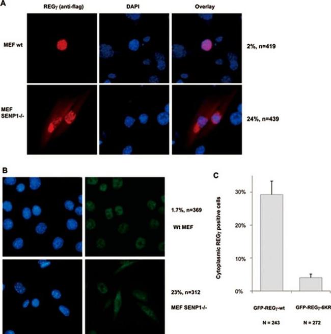 PSME3 Antibody in Immunocytochemistry (ICC/IF)