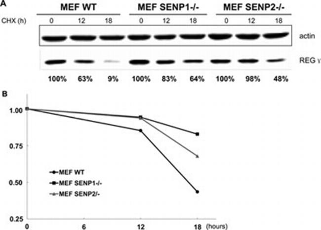 PSME3 Antibody in Western Blot (WB)