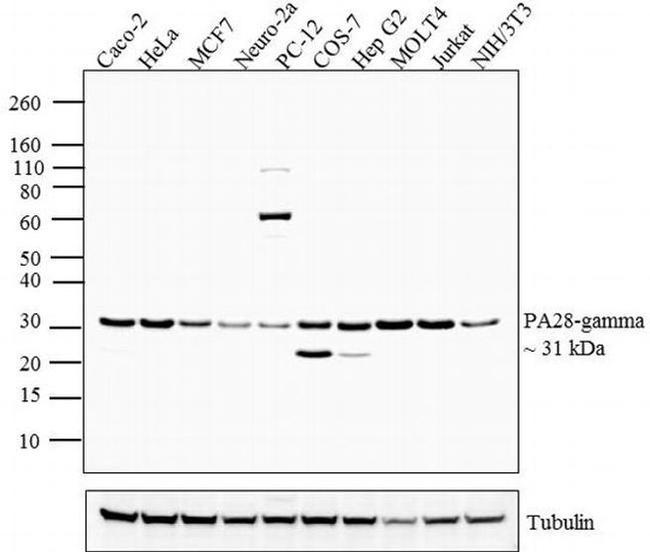 PSME3 Antibody in Western Blot (WB)