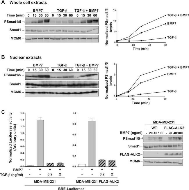 SMAD1 Antibody in Western Blot (WB)