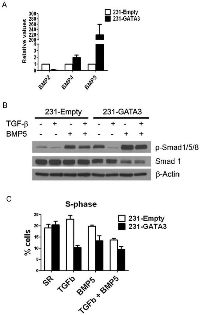 SMAD1 Antibody in Western Blot (WB)