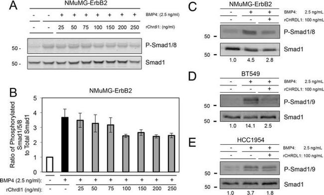 SMAD1 Antibody in Western Blot (WB)